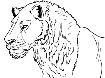 American Lion