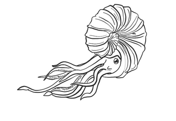 Ammonite