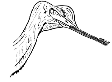 Ctenochasma