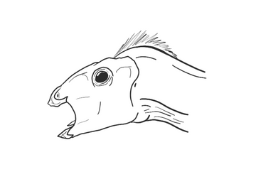 Dryosaurus