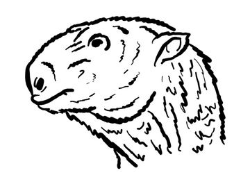 Ground Sloth