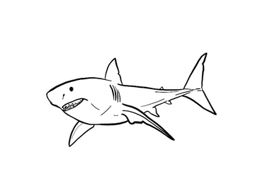 Moroccan Cretaceous Sharks