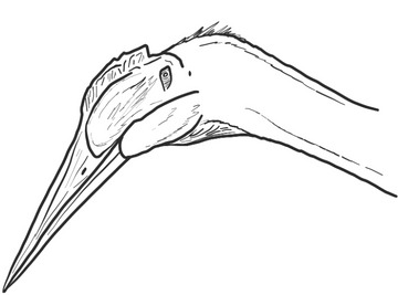 Phosphatodraco