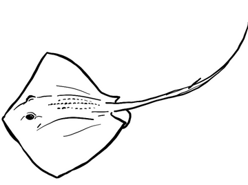 Stingrays