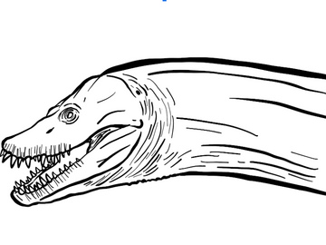 Zarafasaura