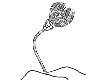 Crinoid