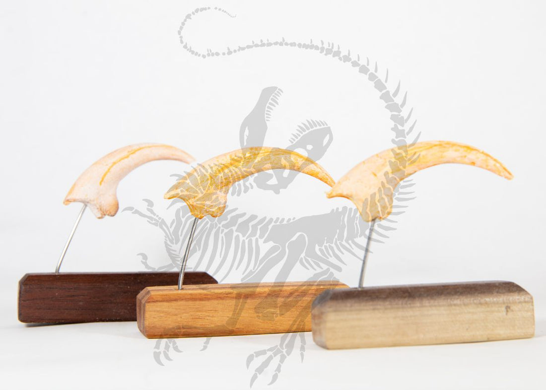 Velociraptor Claw