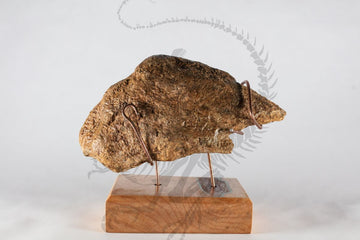 Triceratops Nasal Horn