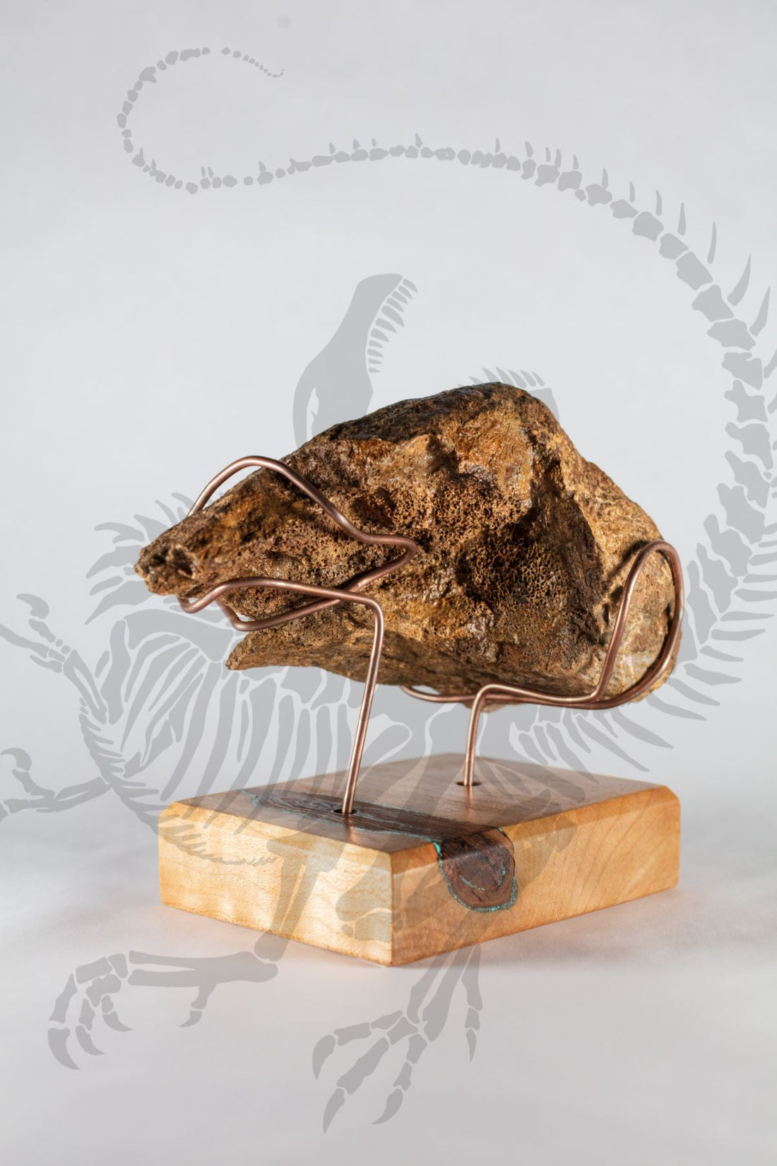 Triceratops Nasal Horn