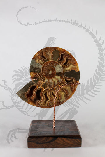 Giant Split Ammonite "Bookends"