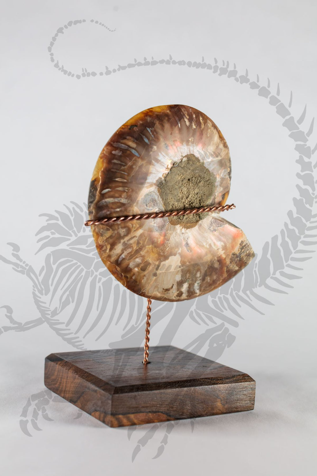 Giant Split Ammonite "Bookends"