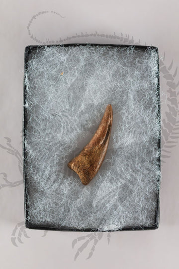 Daspletosaurus Claw