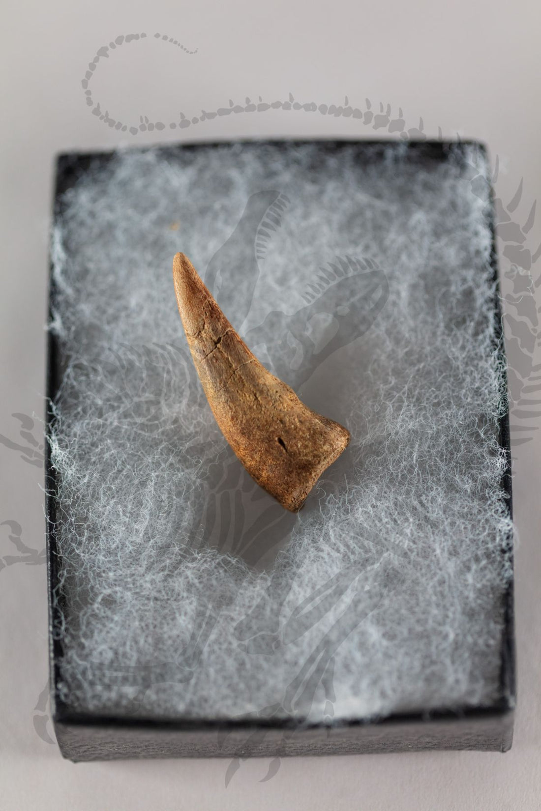 Daspletosaurus Claw