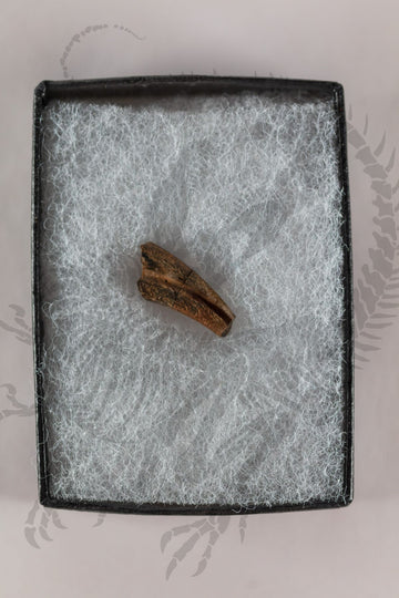 Troodon Claw