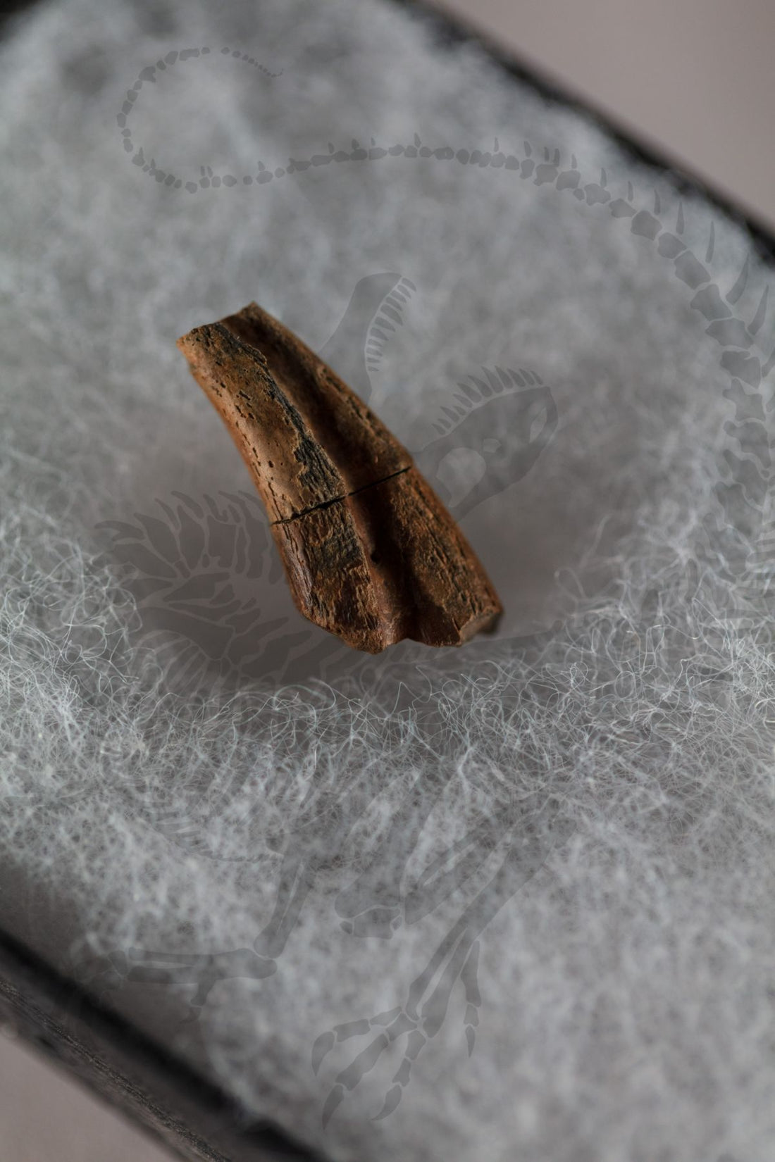 Troodon Claw