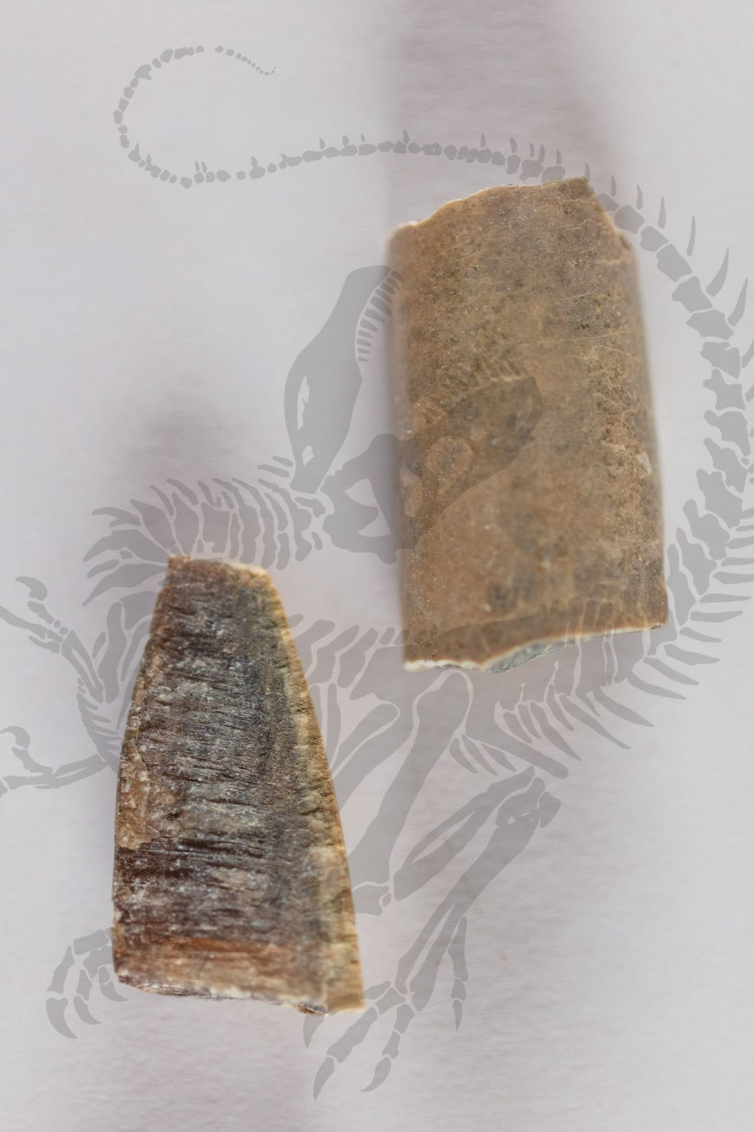 Belemenites