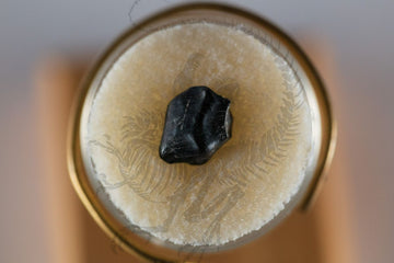Edmontonia Tooth