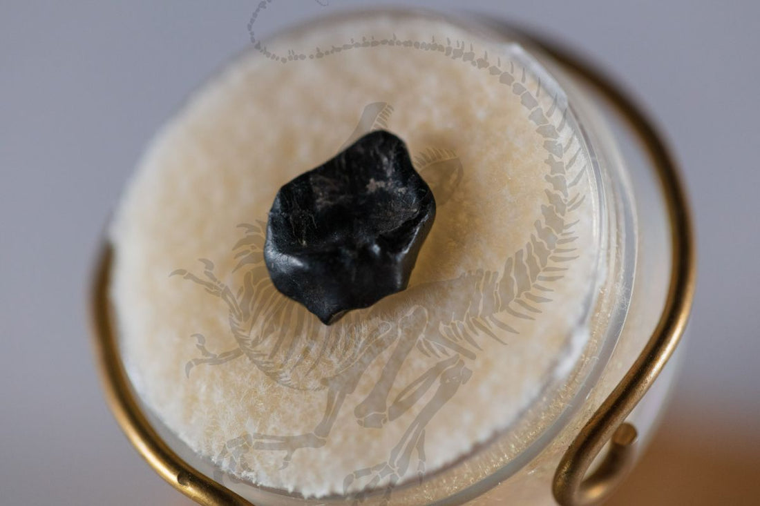 Edmontonia Tooth