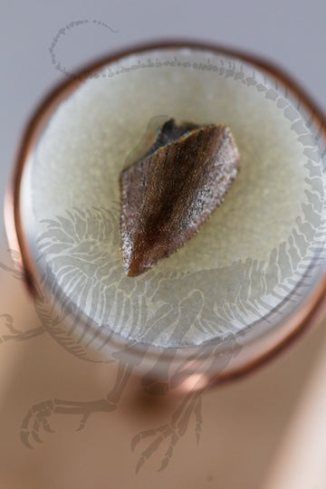 Majungasaurus Tooth