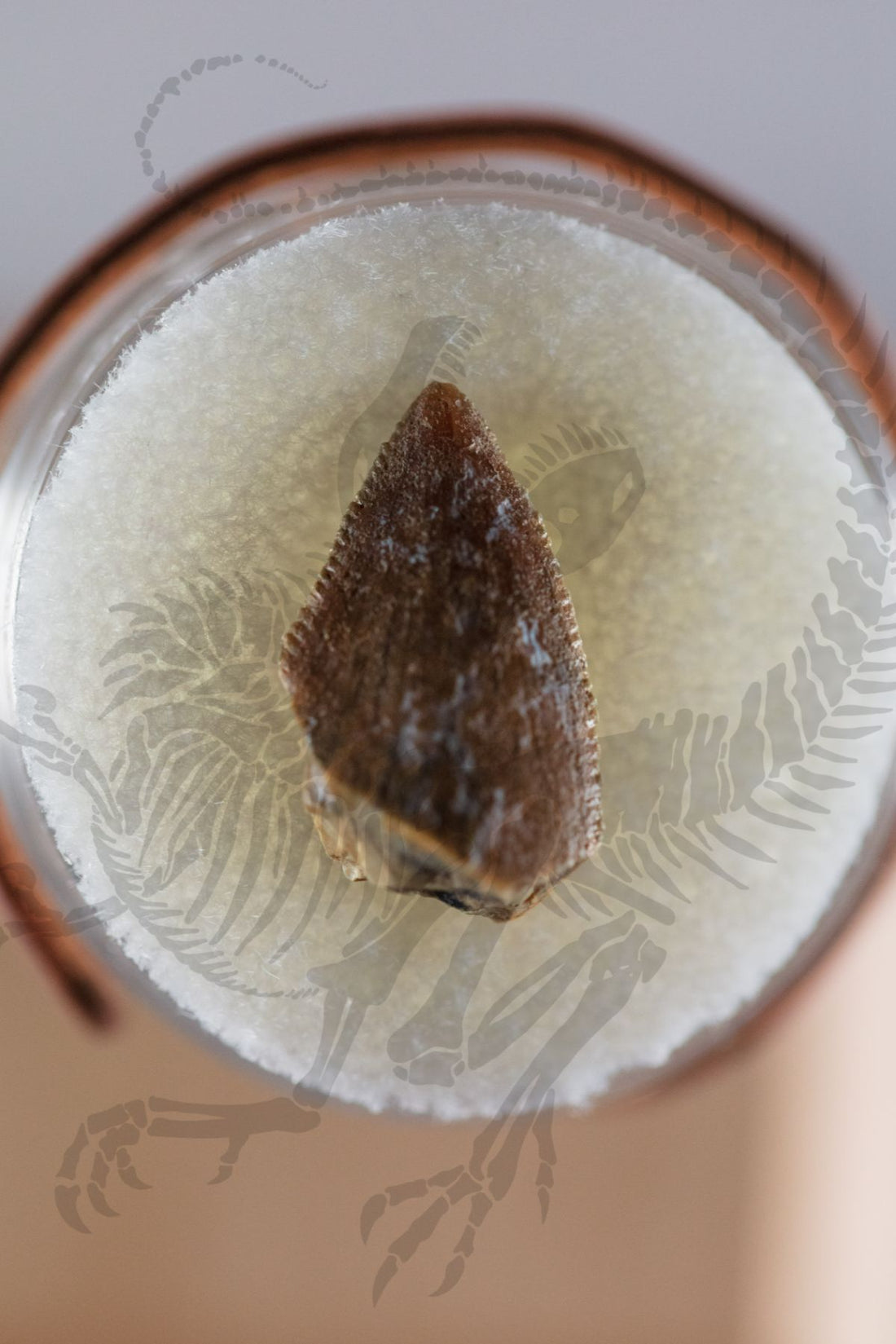 Majungasaurus Tooth