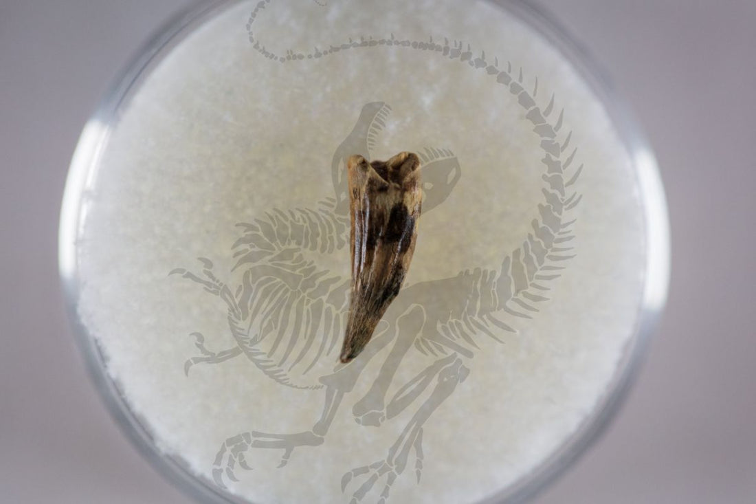 Troodontid Tooth