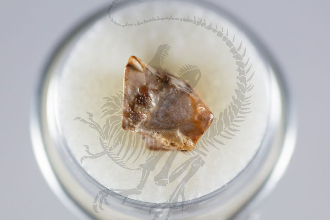 Triceratops Spit Tooth