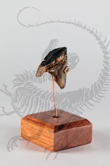 Triceratops Tooth
