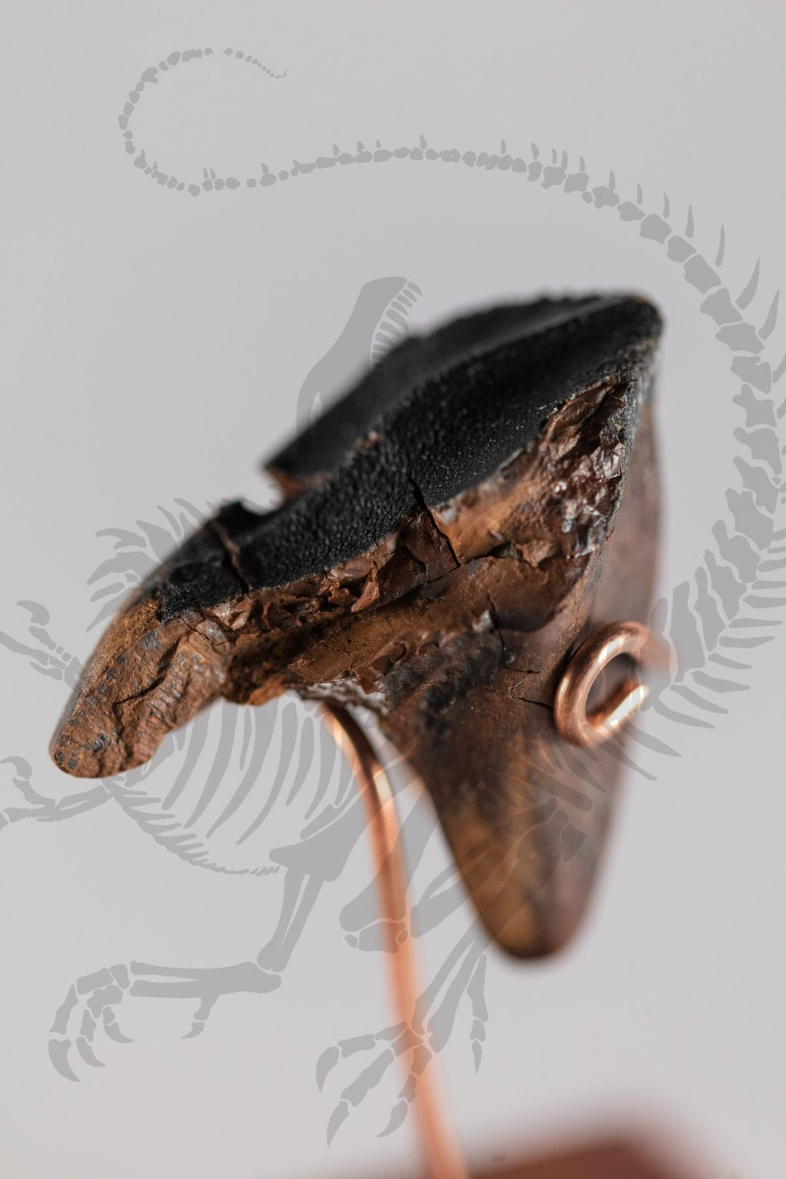Triceratops Tooth