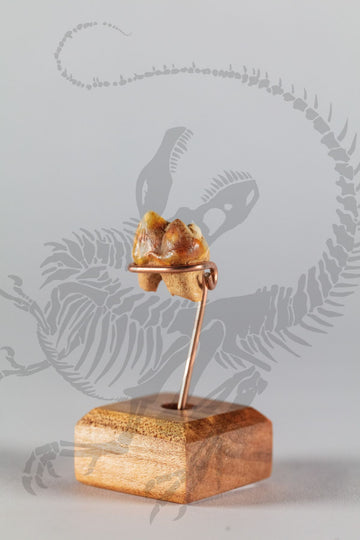 Cave Bear Molar