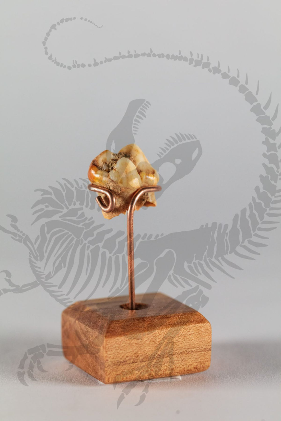 Cave Bear Molar