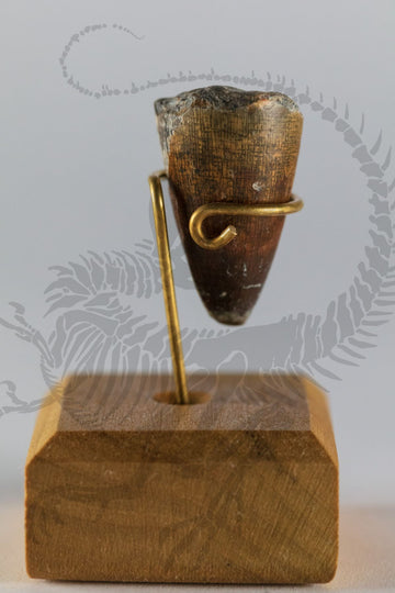 Sarcosuchus Tooth