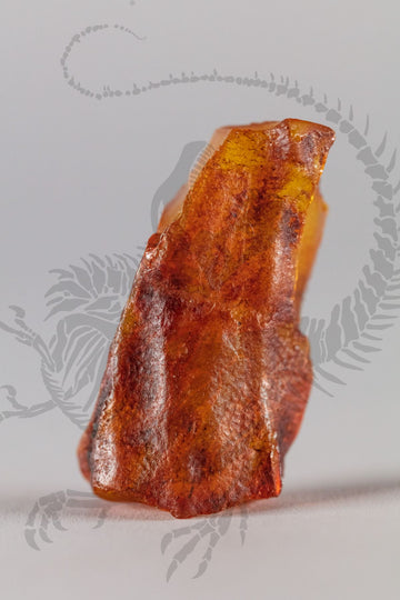 Baltic Sea Amber