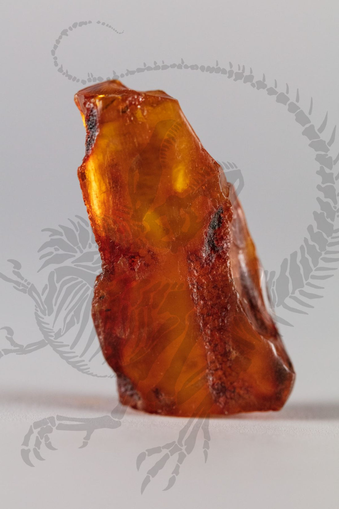Baltic Sea Amber