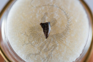 Saurornitholestes Teeth