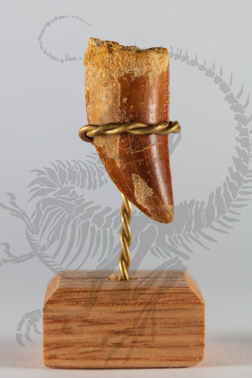 Carcharodontosaurus Tooth