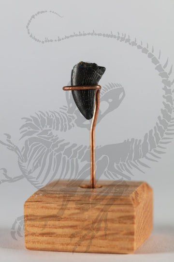 Eocarcharia Tooth