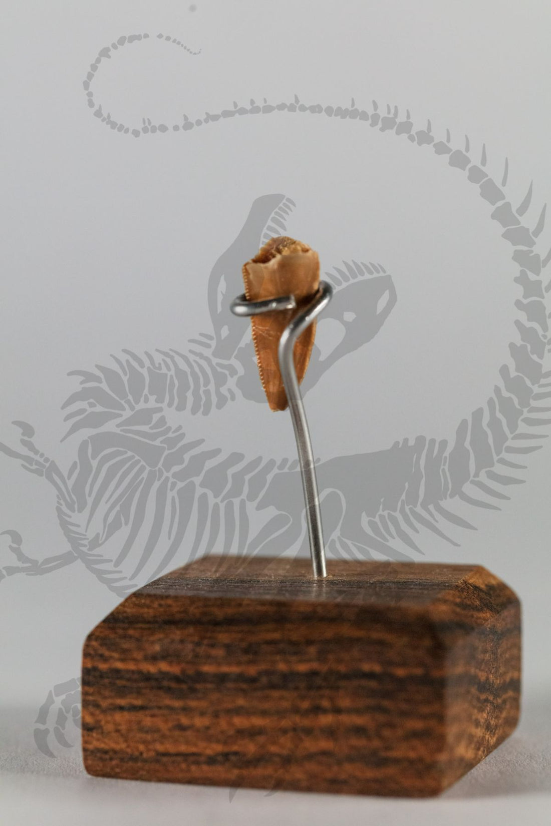 Deltadromeus Tooth