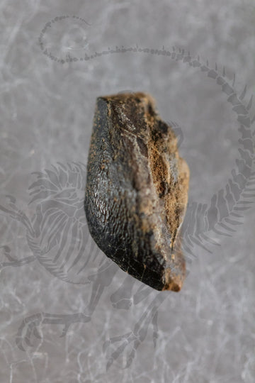 Morrison Ecosystem Tooth Set