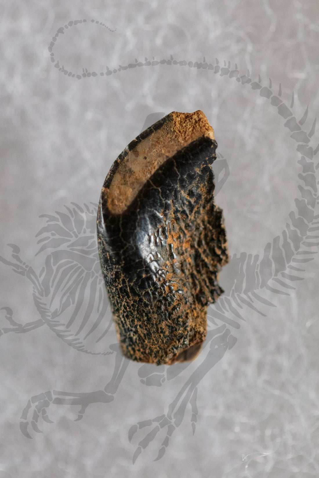 Morrison Ecosystem Tooth Set
