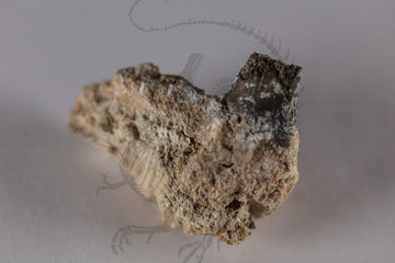 Captorhinus Illium in Matrix