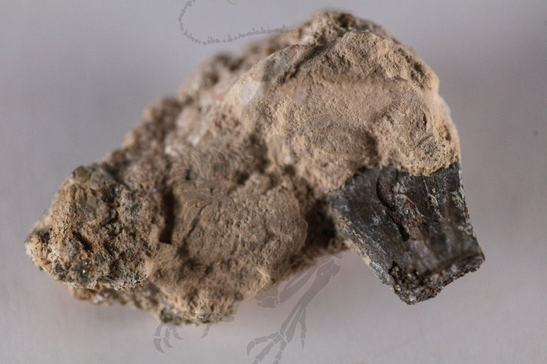 Captorhinus Illium in Matrix