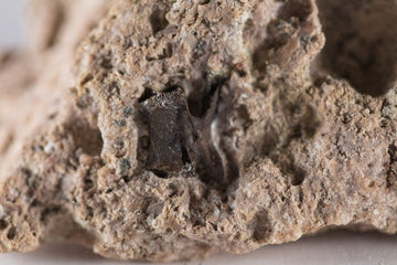 Captorhinus Vertebrae in Matrix