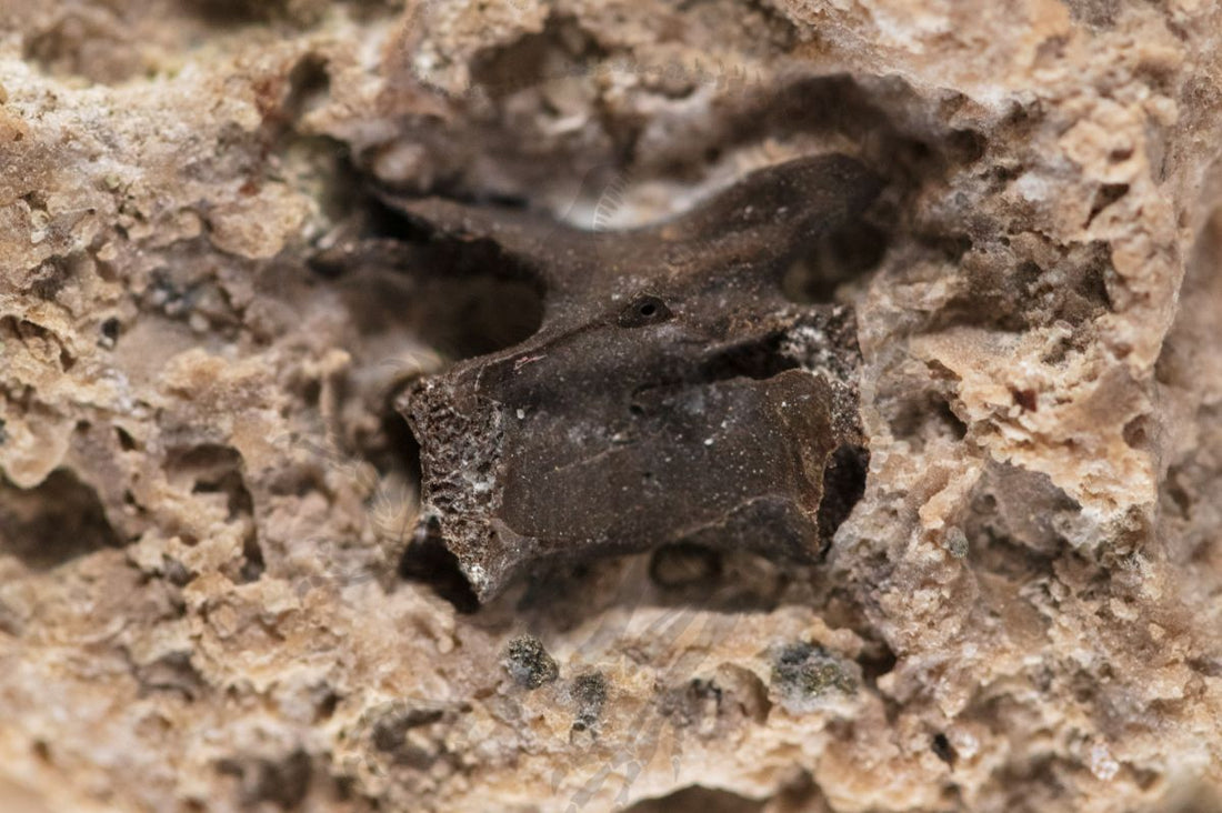 Captorhinus Vertebrae in Matrix