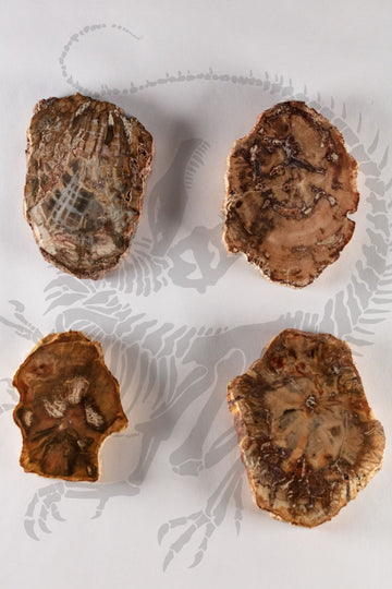 Crystallized Petrified Wood