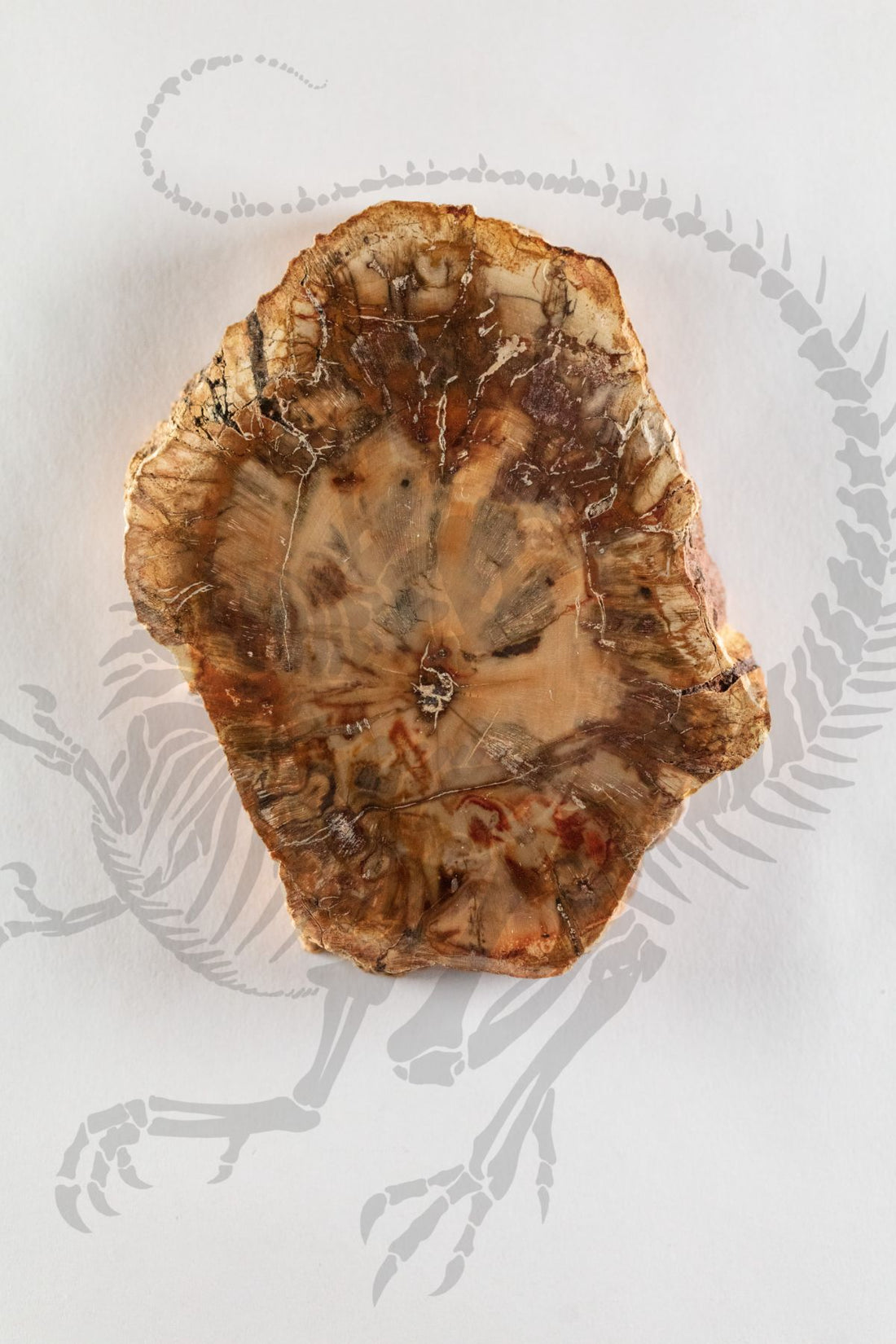 Crystallized Petrified Wood
