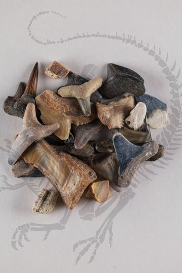 Cretaceous Shark Teeth
