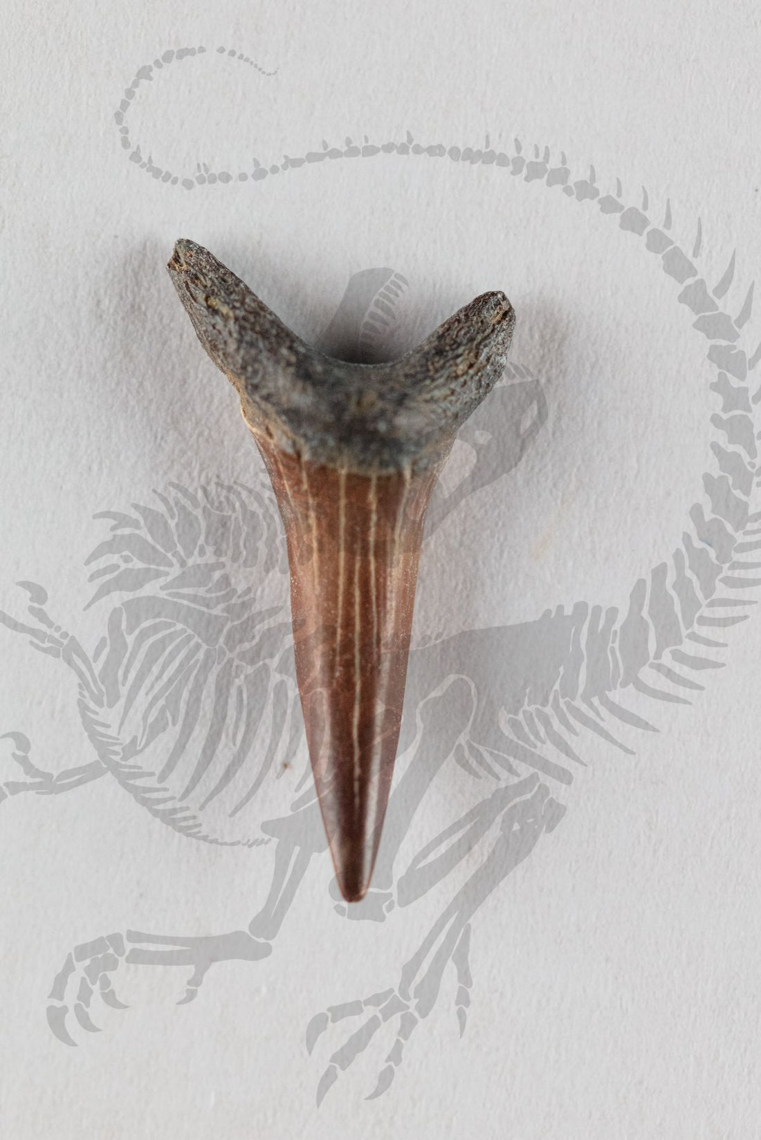 Cretaceous Shark Teeth