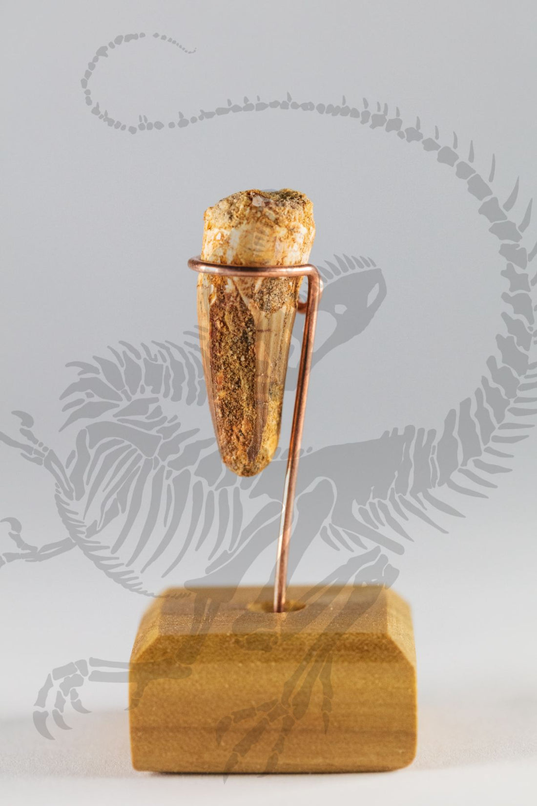 Spinosaurus Teeth