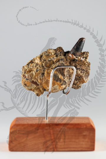 Deinosuchus Tooth