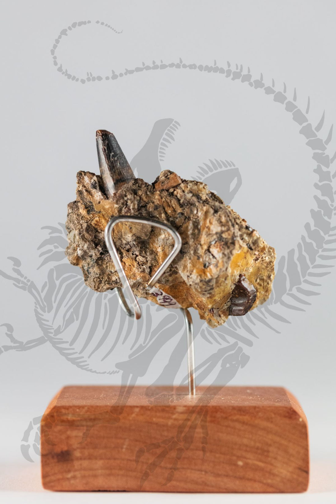 Deinosuchus Tooth